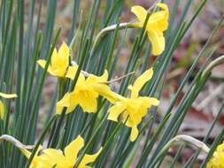 Narcissus odorus L. resmi