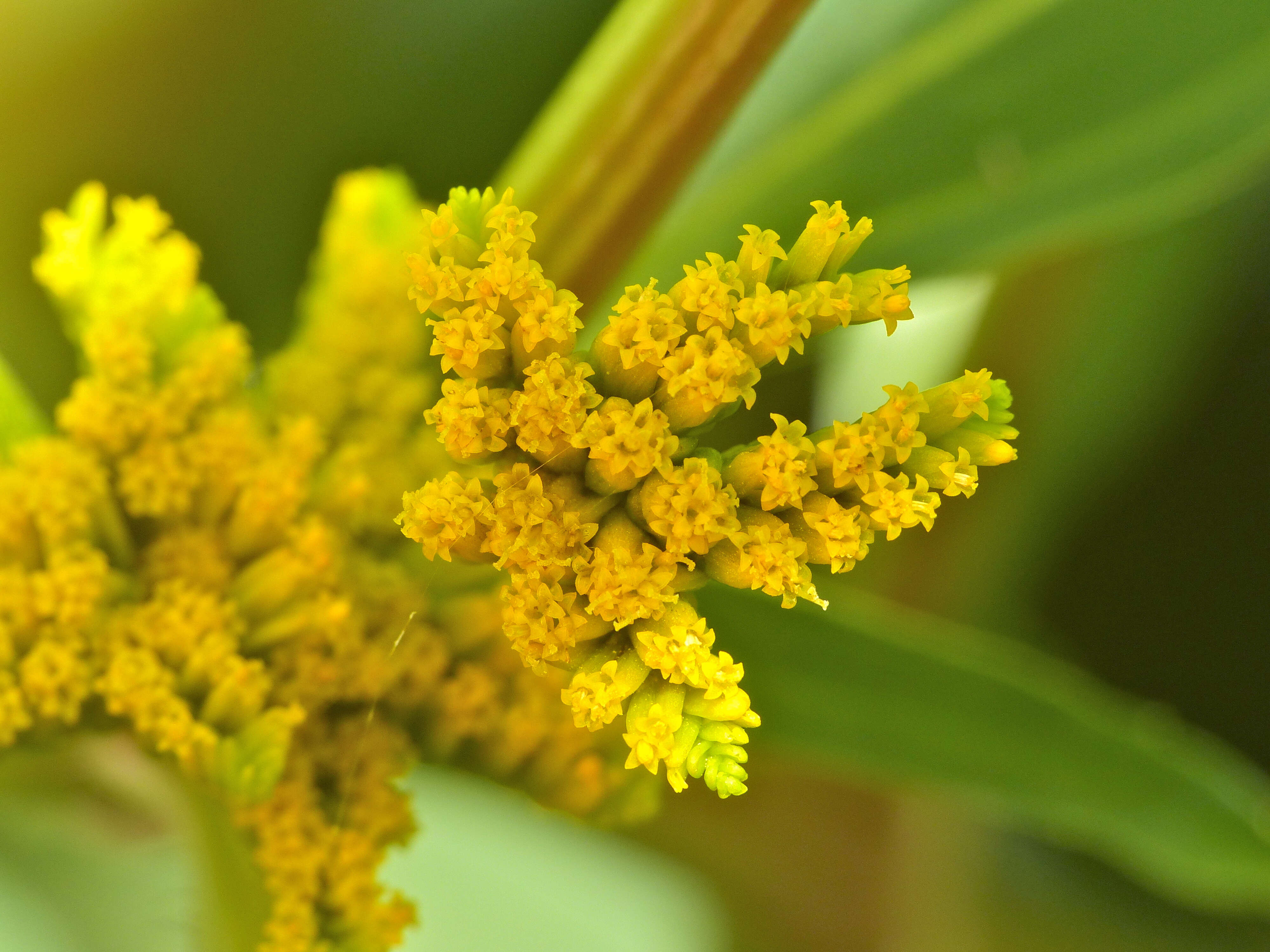 Image of coastal plain yellowtops