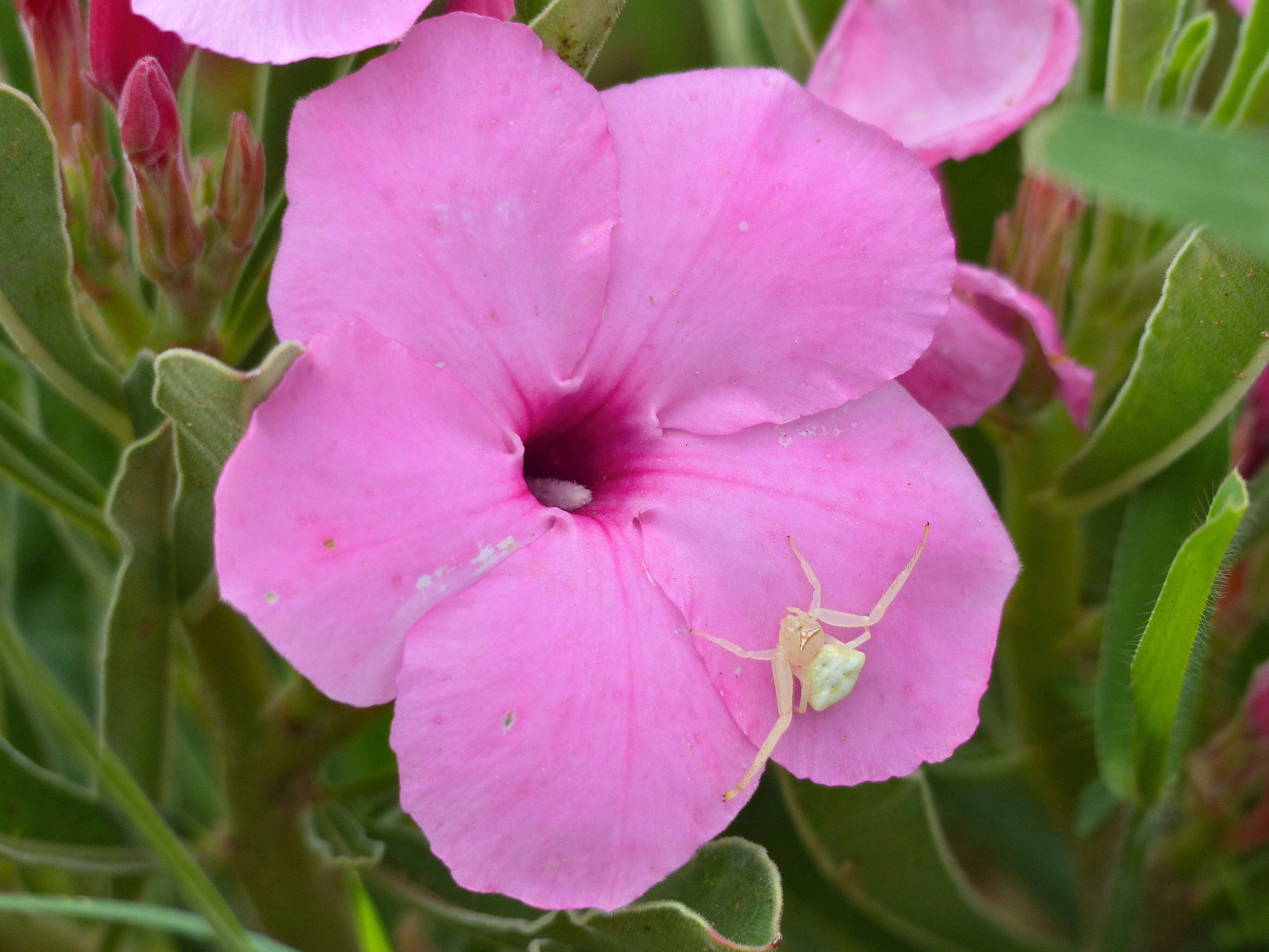 Image de Adenium obesum subsp. swazicum (Stapf) G. D. Rowley