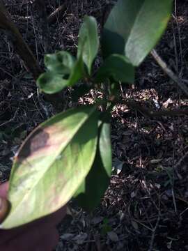 Image of Acokanthera oppositifolia (Lam.) Codd