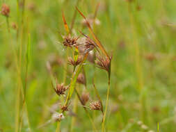 Image of Red grass