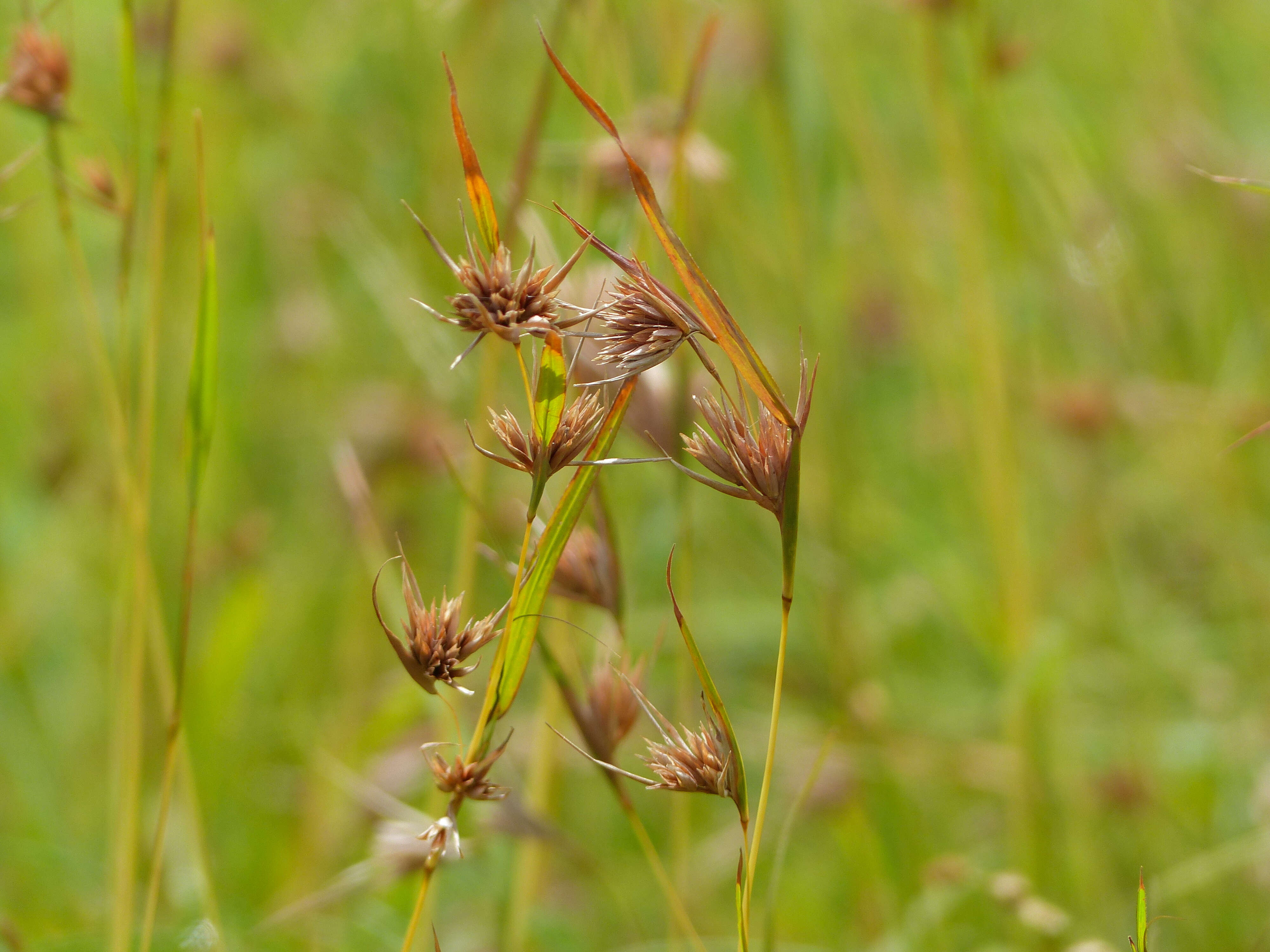 Image of Red grass