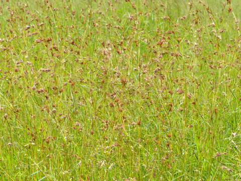 Image of Red grass