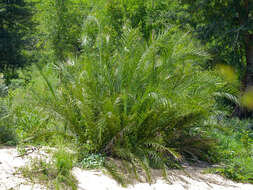 Image of Senegal date palm