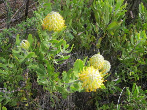 Image of Leucospermum cuneiforme (Burm. fil.) Rourke