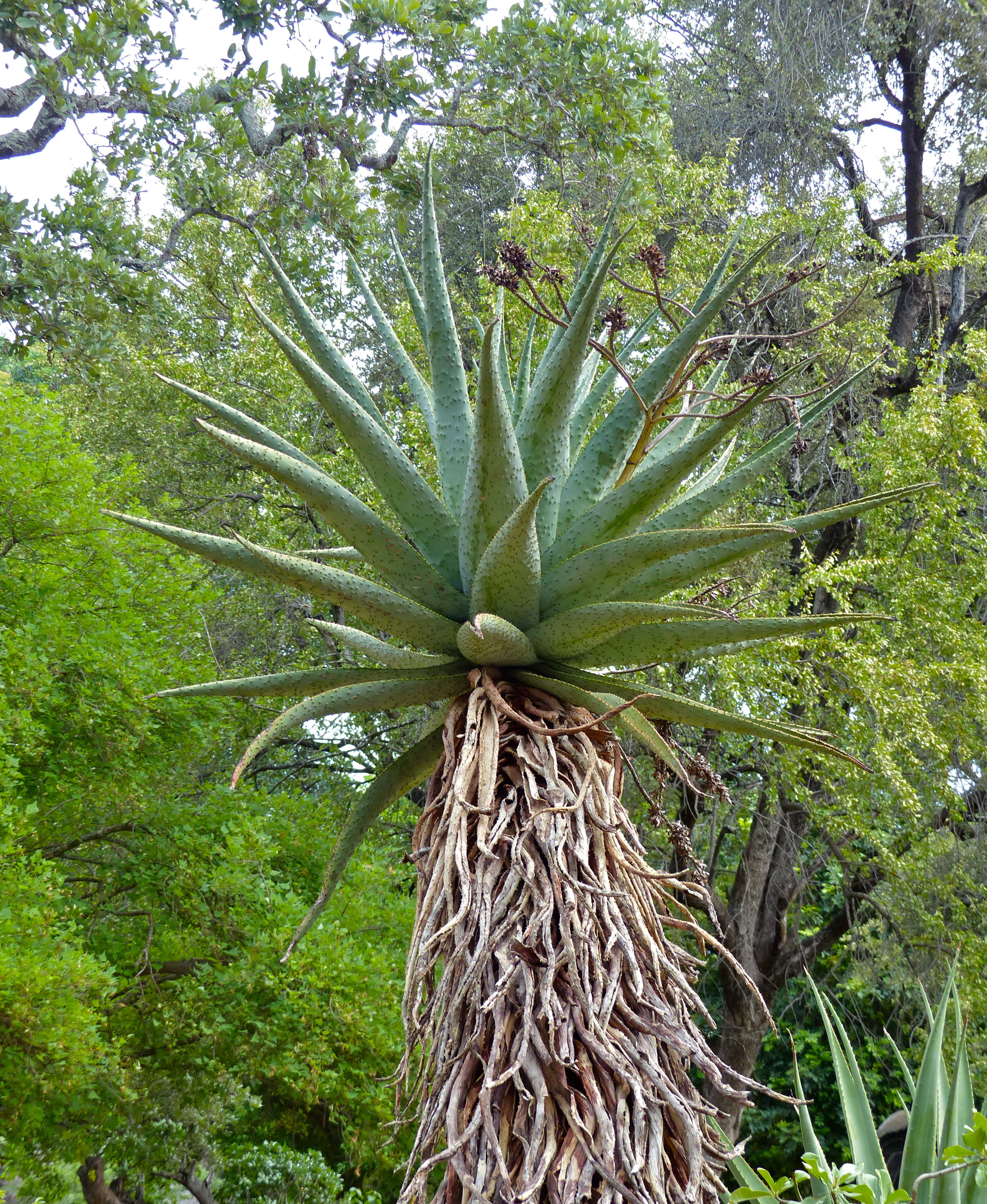 Image of Mountain aloe