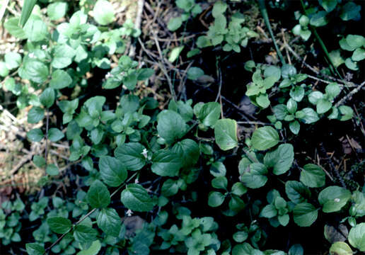 Plancia ëd Micromeria douglasii Benth.