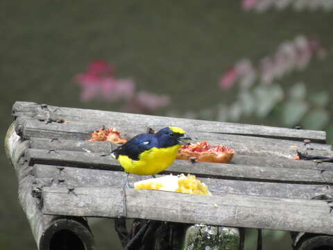 Euphonia laniirostris crassirostris Sclater & PL 1857的圖片