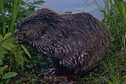 Image of European beaver