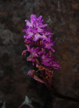 Image de Orchis mascula subsp. scopulorum (Summerh.) H. Sund. ex H. Kretzschmar, Eccarius & H. Dietr.