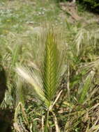 Hordeum murinum subsp. murinum的圖片