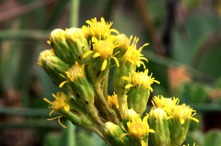 Image of Mt. Albert goldenrod