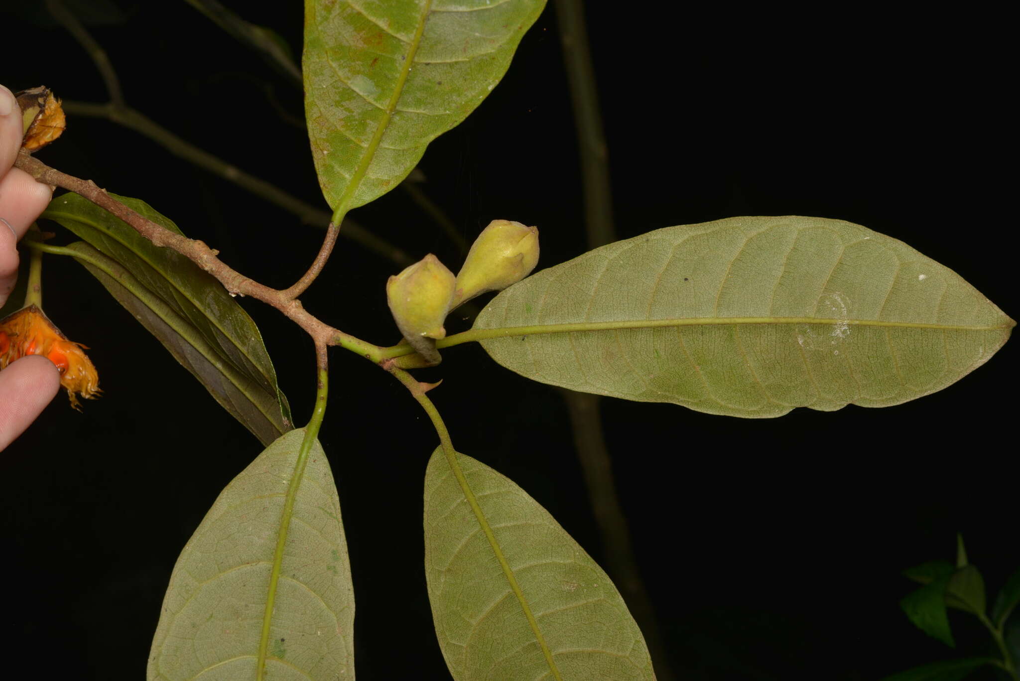 Image of Sparattosyce dioica Bur.