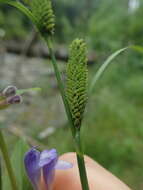 Image of Kellogg's Sedge