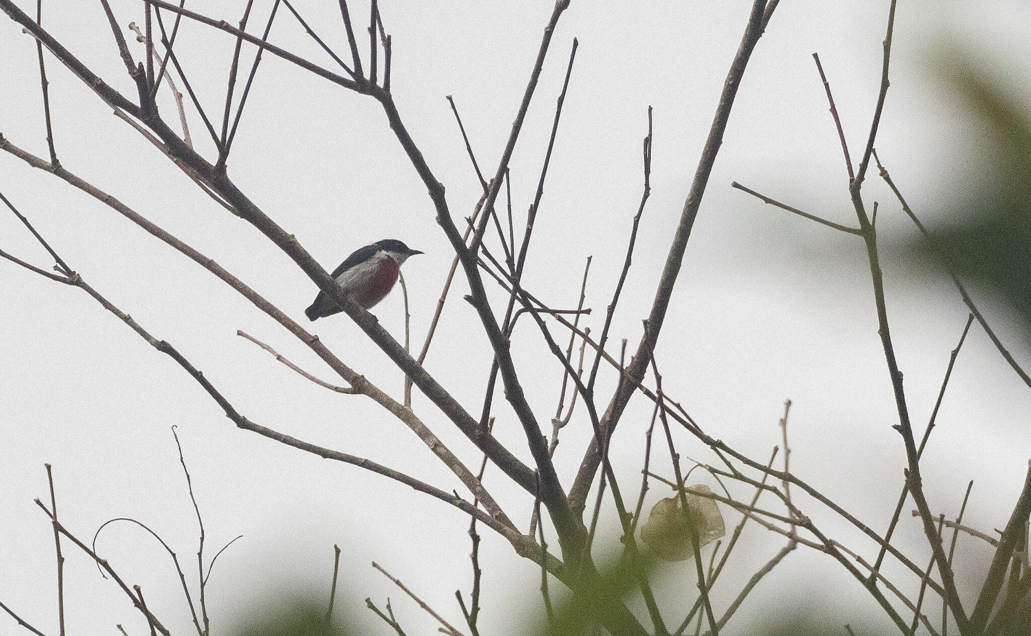 Image of Black-belted Flowerpecker