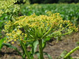 Image of wild parsnip