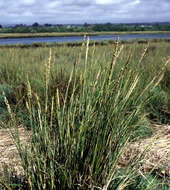 Image of Dense-Flower Cord Grass