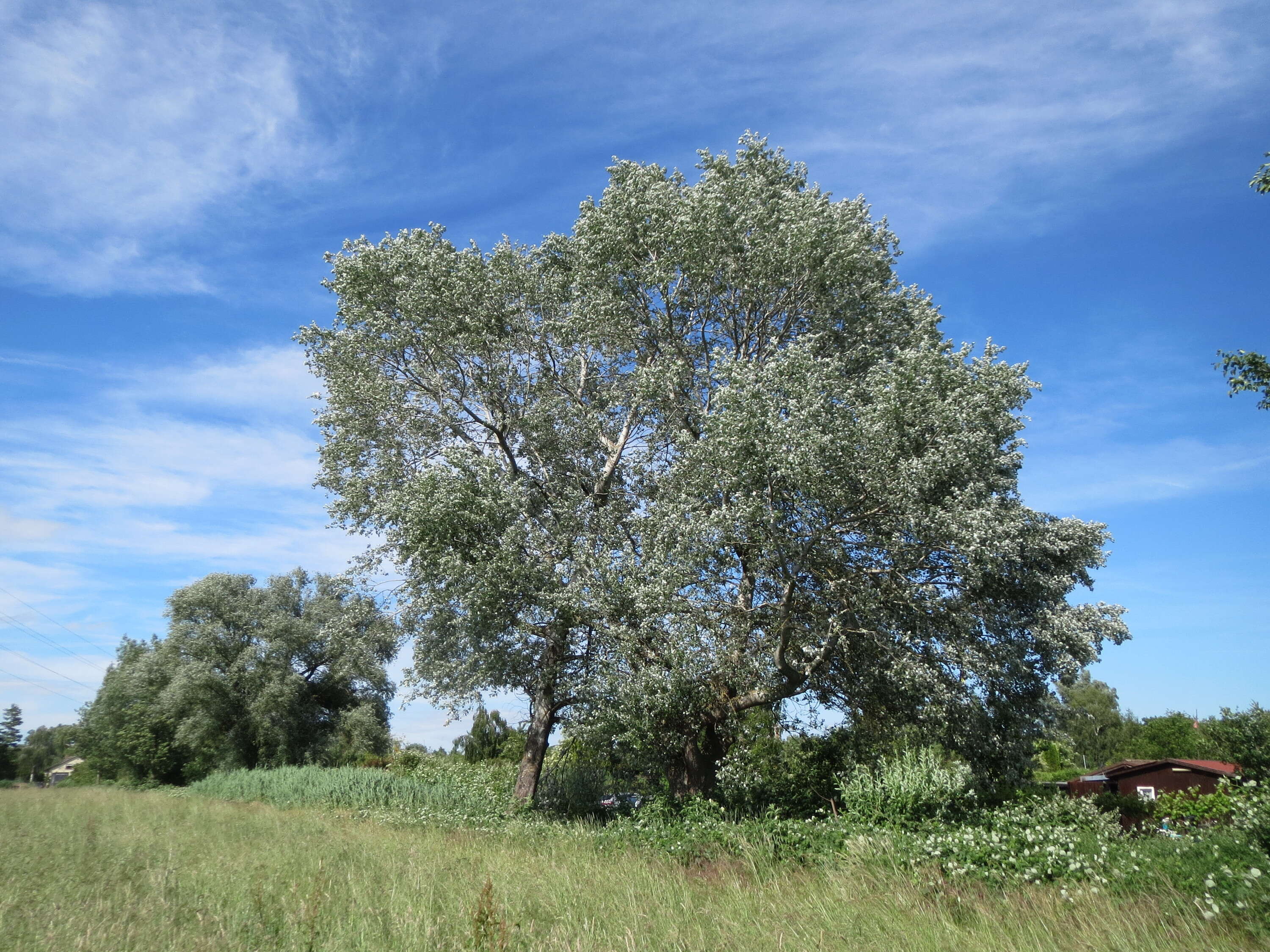 Image of White Poplar