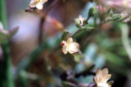 Plancia ëd Spergularia canadensis (Pers.) G. Don