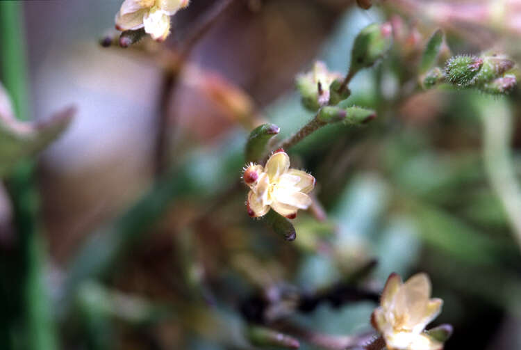 Plancia ëd Spergularia canadensis (Pers.) G. Don