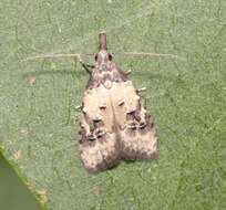 Image of Carposina scirrhosella Herrich-Schäffer 1855