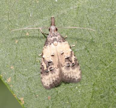 صورة Carposina scirrhosella Herrich-Schäffer 1855