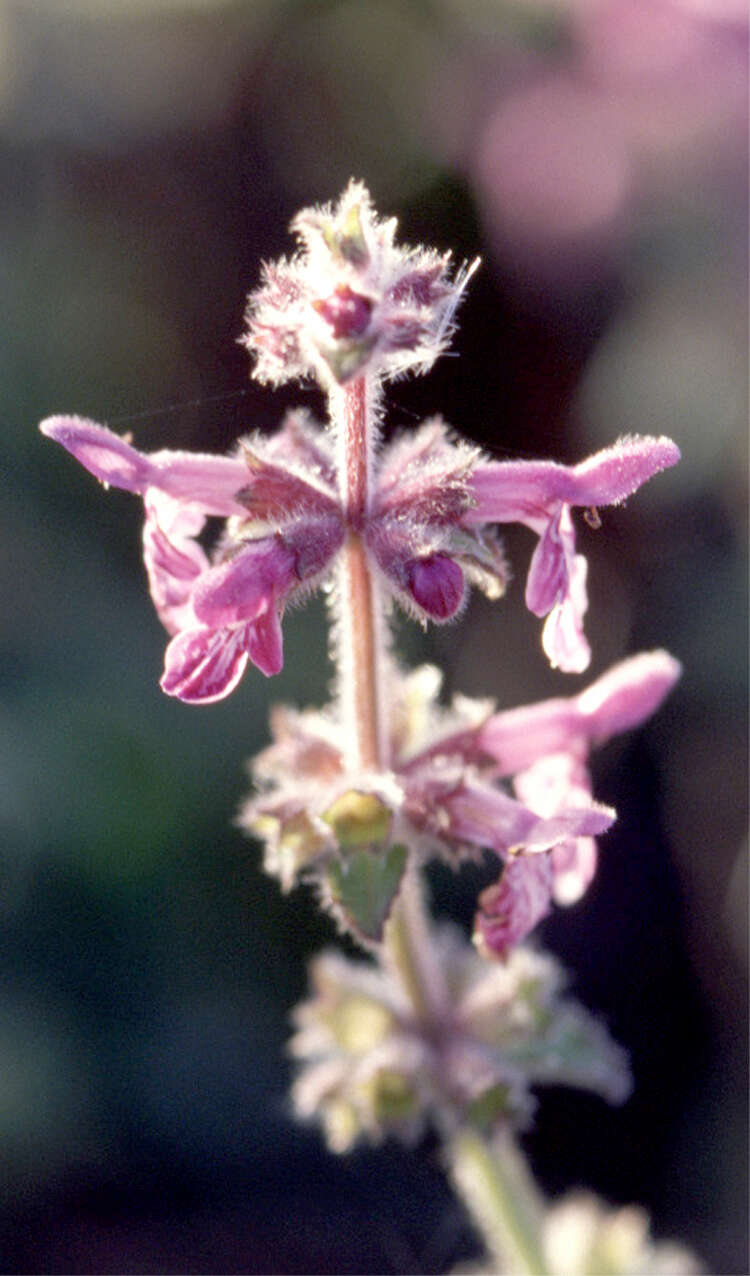 Image of bugle hedgenettle