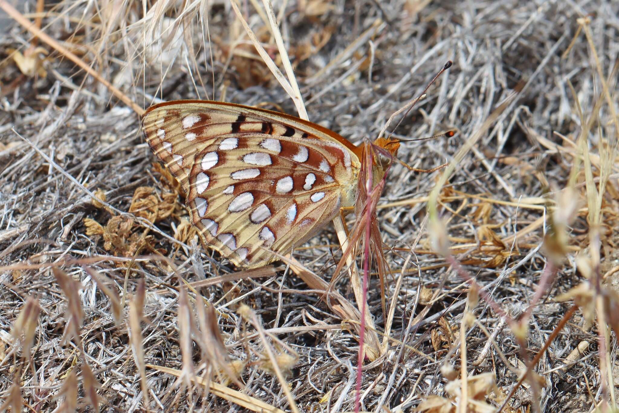 Слика од Speyeria coronis semiramis Edwards 1886