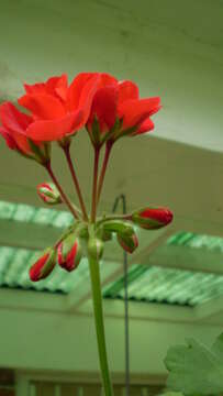 Imagem de Pelargonium hortorum Bailey