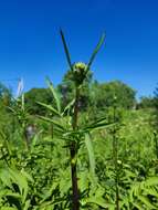 Image of Cephalaria litvinovii Bobrov