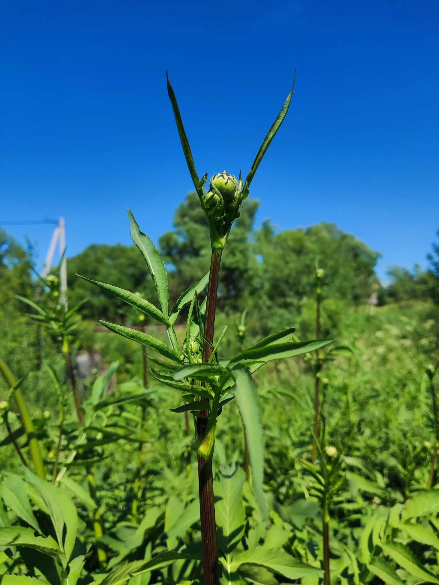 Image of Cephalaria litvinovii Bobrov