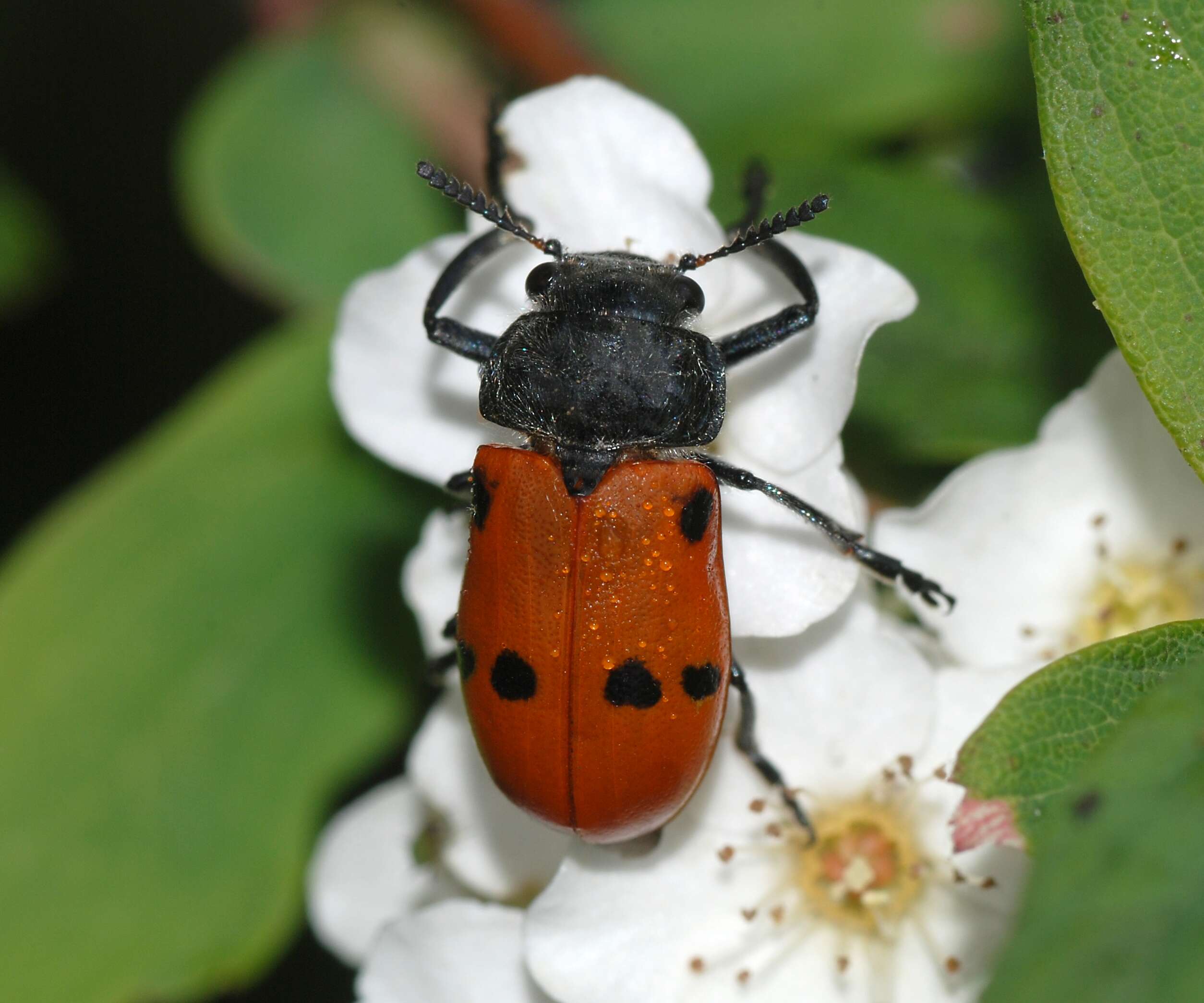 Image of Lachnaia sexpunctata