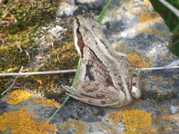 Image of Amur Brown Frog