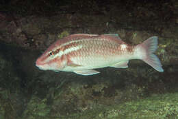 Image of Whitesaddle goatfish