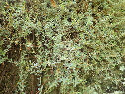 Image of Pimelea oreophila Burrows