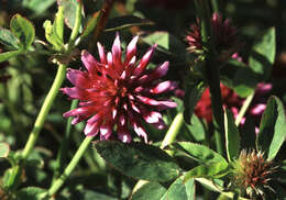 Imagem de Trifolium wormskioldii Lehm.