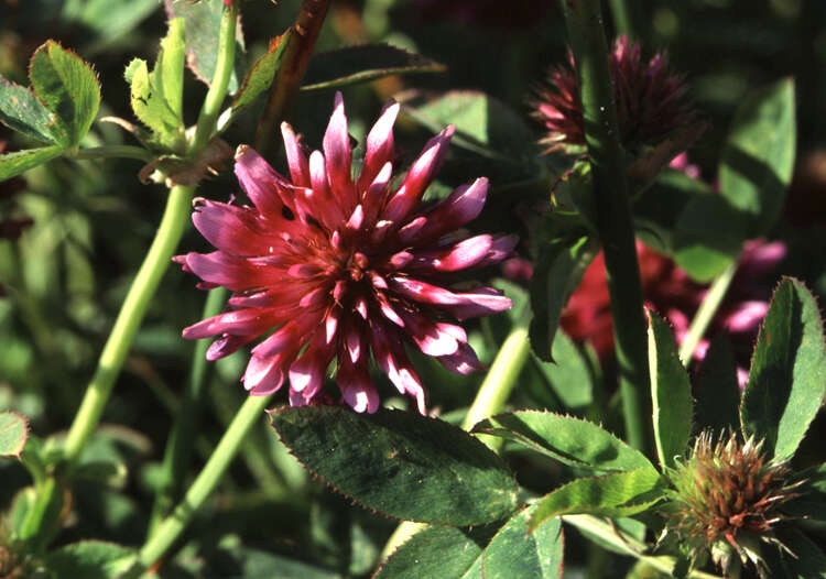 Image of cows clover