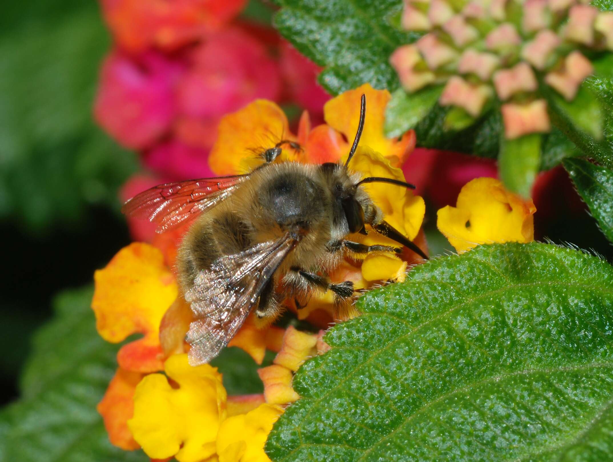 Image of Anthophora plumipes (Pallas 1772)