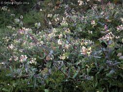 Image of Evergreen Honeysuckle