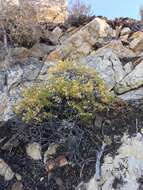 Image of whiteflower goldenbush