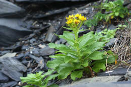 Plancia ëd Jacobaea pseudoarnica (Less.) Zuev