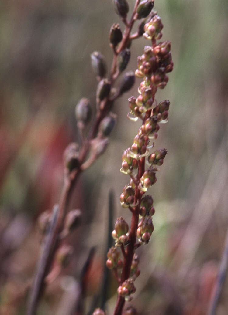 Image of Sea Arrowgrass