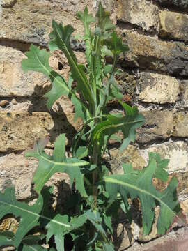 Image of prickly lettuce