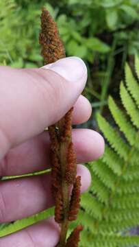 Image of Osmundastrum cinnamomeum Presl