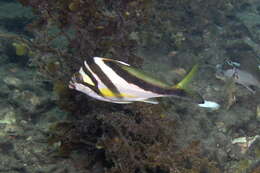 Image of Crested morwong