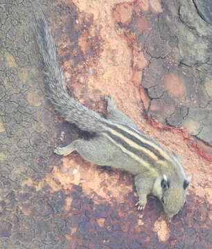 Image of Asiatic striped squirrel