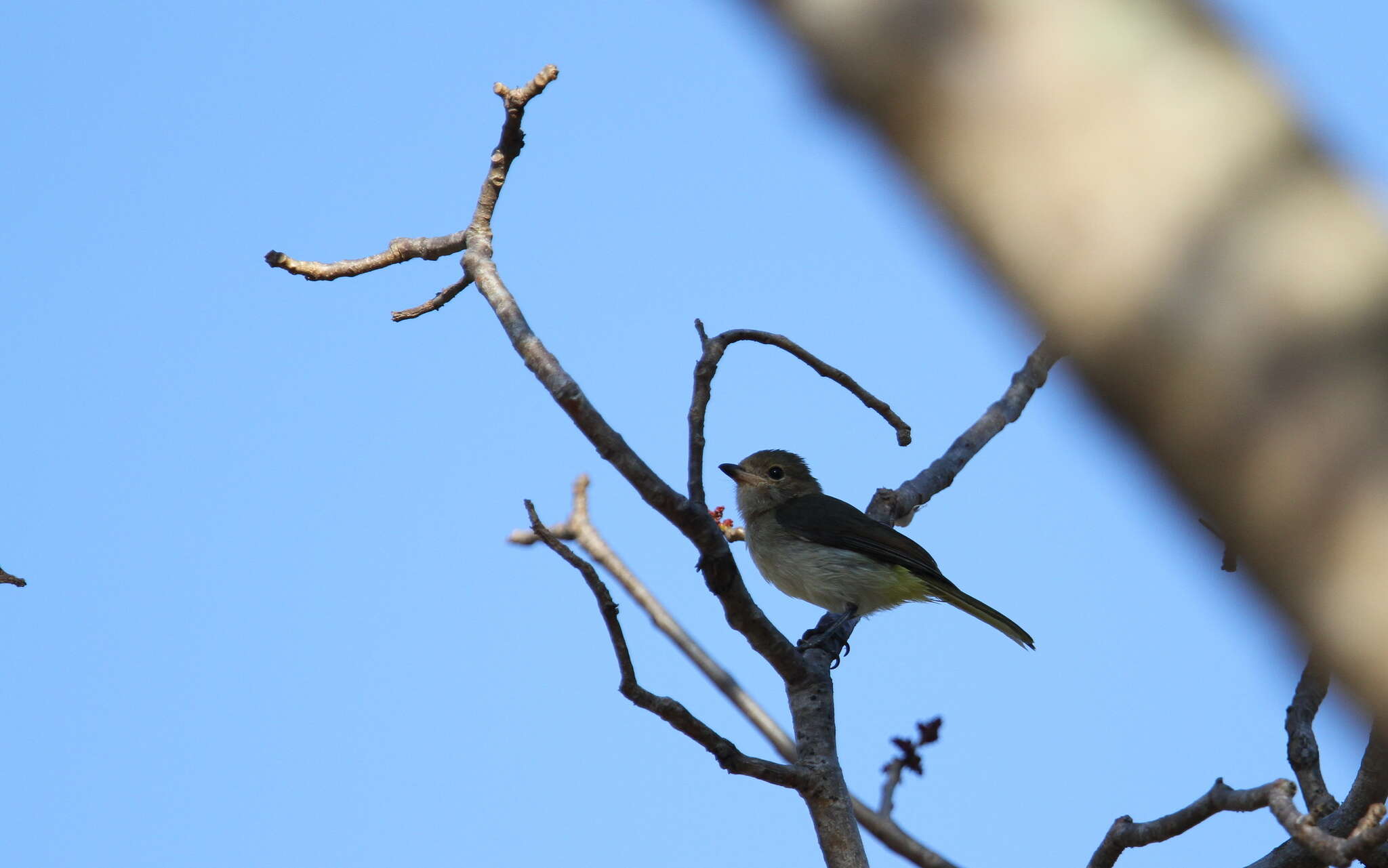 Image of Rusty-breasted Whistler