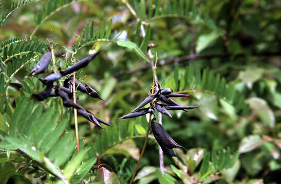 Vicia nigricans Hook. & Arn. resmi