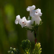 Image of Erica denticulata L.