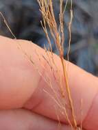 Image of Florida Dropseed